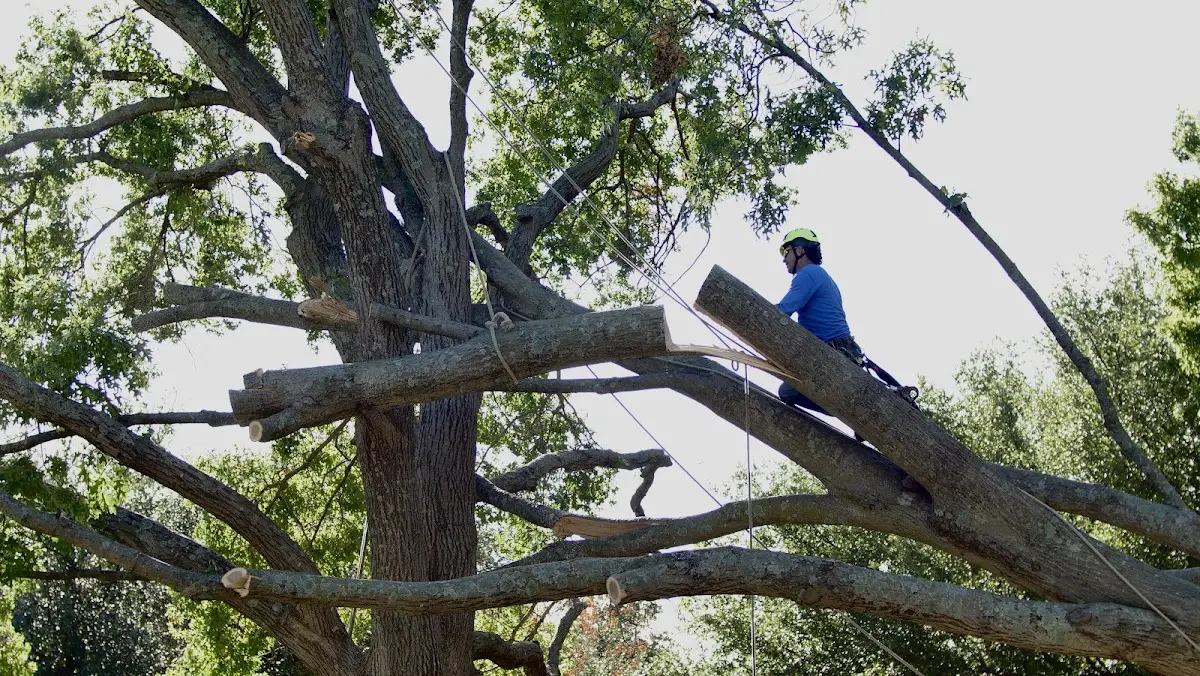 Professional Crown Thinning performed by certified arborists in Clarence Center