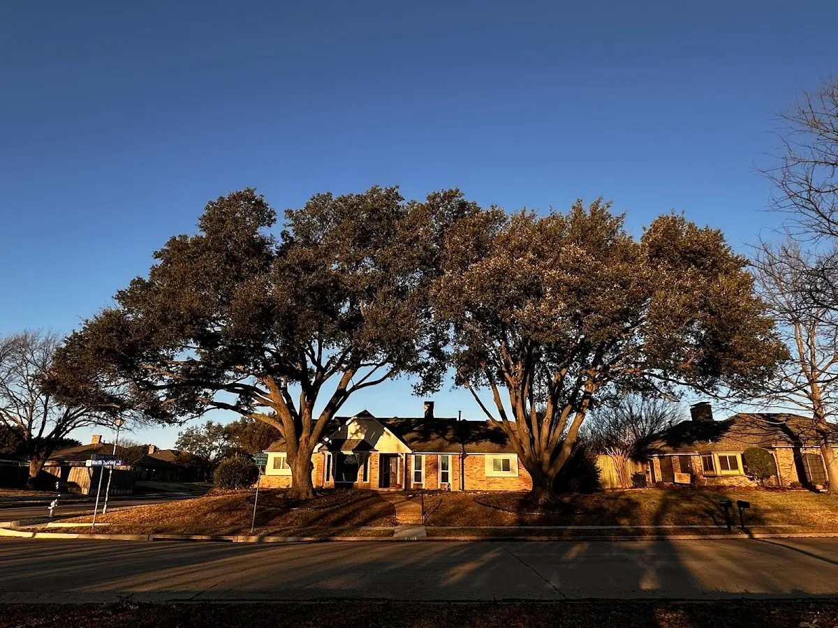 Established residential canopy tree shading a home in Clarence Center